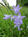 Campanula rapunculus (Rapunzel-Glockenblume)