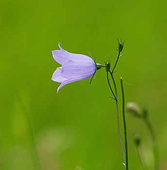 Bluebell - Campanula rotundifolia