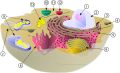 * Nomination: Diagram of a typical animal cell. --Laberkiste 17:46, 10 April 2016 (UTC) * Review Some figures are not properly centered in the circles and one line ends in the nowhere (see my note) --Cccefalon 18:24, 10 April 2016 (UTC)