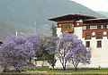 Jakaranda Punakha