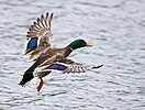 Seite 4: File:Landing_mallard.jpg (https://www.flickr.com/photos/24961289@N06/3345951672) Autor: Flickr-User Keith (https://www.flickr.com/people/24961289@N06) Lizenz: CC BY 2.0