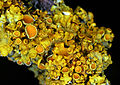 Xanthoria parietina