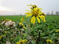 Schmalblättriges Greiskraut (Senecio inaequidens)