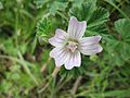 Weg-Malve (Malva neglecta)