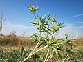 Eryngium campestre (Feld-Mannstreu)