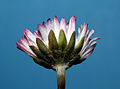 Bellis perennis