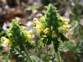 * Nomination: Pedicularis canadensis. Huwmanbeing 10:14, 23 April 2010 (UTC) * * Review needed