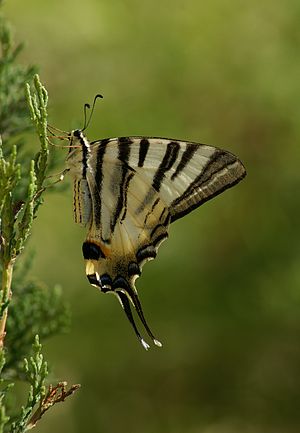 Iphiclides podalirius