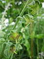 Gewöhnliche Hundszunge (Cynoglossum officinale)