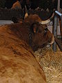 Vache Aubrac