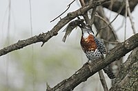 Giant Kingfisher