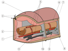 Oligochaeta anatomy.svg