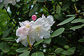 * Nomination Rhododendron Hybrid "Oldenburg" --Mbdortmund 21:25, 16 May 2010 (UTC) * Promotion Very good. --Cayambe 16:43, 17 May 2010 (UTC)