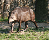 Plain tapir