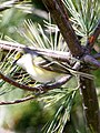 A White-Eyed Vireo in Sanford, Maine. A little north of its usual haunts.