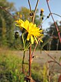 Sonchus arvensis (Acker-Gänsedistel)