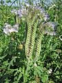 Phacelia tanacetifolia (Rainfarn-Phazelie)