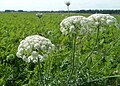 Daucus carota subsp. carota (Wilde Möhre)