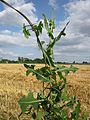 Lactuca serriola (Stachel-Lattich)