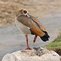 Nilgans