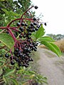 Sambucus nigra (Schwarzer Holunder)