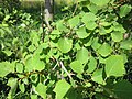 Populus tremula (Espe)