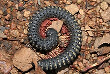 Millipede Periyar.jpg