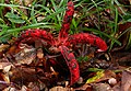 Clathrus archeri