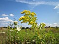 Solidago canadensis (Kanadische Goldrute)