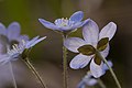 * Nomination Close-up of Anemone hepatica (by Abrget47j). Kruusamägi 21:42, 23 July 2016 (UTC) * Promotion An unusual composition. But quality OK. --Jkadavoor 09:37, 24 July 2016 (UTC)