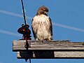 Red-tailed Hawk (juvenile)