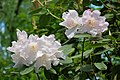 * Nomination Rhododendron hybrid in Dortmund --Mbdortmund 19:17, 17 May 2010 (UTC) * Decline would support but oversharpening introduced a lot of noise --Ianare 06:03, 25 May 2010 (UTC)