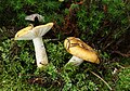 Russula ochroleuca