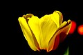 Tulipe jaune avec un peu de rouge