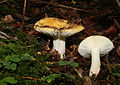 Russula ochroleuca