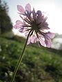 Scabiosa columbaria (Tauben-Skabiose)