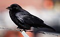 American Crow