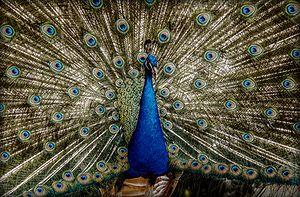 A Blue Peafowl (Pavo Cristatus) showing the train at Pistoia's Zoological Garden, Italy