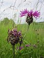 Centaurea scabiosa (Skabiosen-Flockenblume)