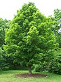 osmwiki:File:Acer saccharum.jpg