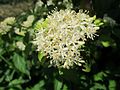 Cornus sanguinea (Roter Hartriegel)