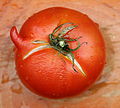 * Nomination Tomato. --Jonathunder 00:23, 23 December 2011 (UTC) * Promotion Good image, but lacks proper description. Where did it grow, what kind of tomato, etc. (And I don't speak about geocode )--PereslavlFoto 14:57, 23 December 2011 (UTC)