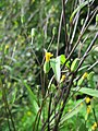 Lapsana communis (Gemeiner Rainkohl)