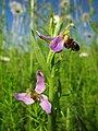 Bienen-Ragwurz (Ophrys apifera)