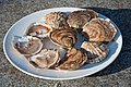 * Nomination Ostrea edulis from Cancale, Brittany --Myrabella 11:10, 27 May 2010 (UTC) * Decline Deeply sorry, Myrabella. I see only the central oyster is really sharp, IMO the DOF is not very good. I dislike the (evening?)light and the shadow of the plate...--Jebulon 00:11, 28 May 2010 (UTC) Must have been influenced by the very short DOF often used in some fine cooking magazines...--Myrabella 11:44, 28 May 2010 (UTC)