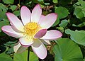 Nelumbo nucifera