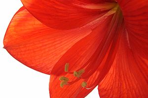 A photograph of a hippeastrum flower.