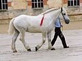 Percheron