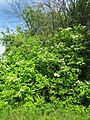 Viburnum opulus (Gewöhnlicher Schneeball)