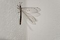 Dragonfly on a wall